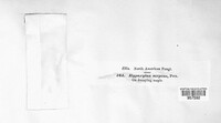 Nemania serpens image
